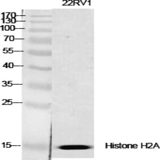Histone H2A.X Polyclonal Antibody avatar