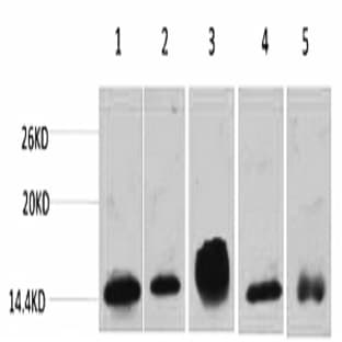 Histone H2B Monoclonal Antibody avatar