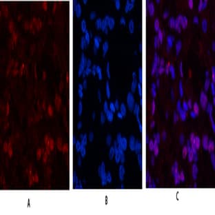 Histone H3 Polyclonal Antibody avatar