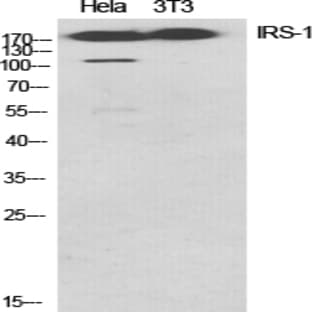 IRS-1 Polyclonal Antibody avatar