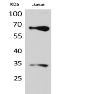 Nrf2 Polyclonal Antibody avatar