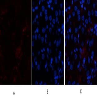 p300 Polyclonal Antibody avatar