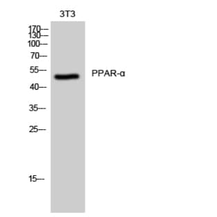 PPAR-? Polyclonal Antibody