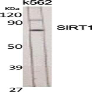 SIRT1 Polyclonal Antibody avatar