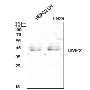 BMP-2 Polyclonal Antibody avatar