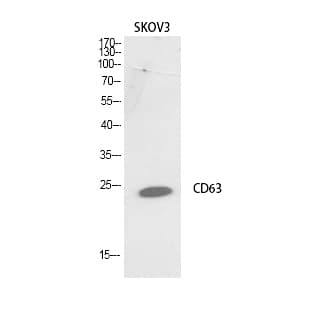 CD63 Polyclonal Antibody avatar