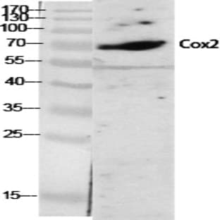Cox-2 Polyclonal Antibody avatar