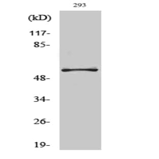 OPG Polyclonal Antibody avatar