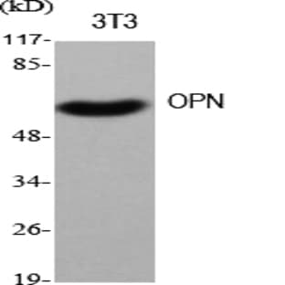 OPN Polyclonal Antibody avatar