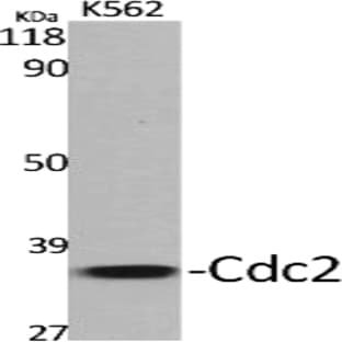 Cdc2 Polyclonal Antibody avatar