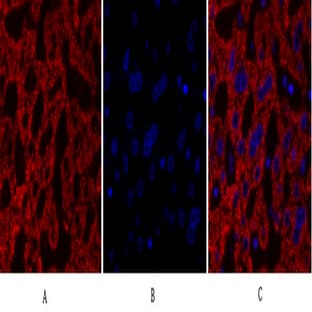 Cdk2 Polyclonal Antibody avatar