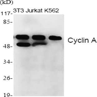 Cyclin A Polyclonal Antibody avatar