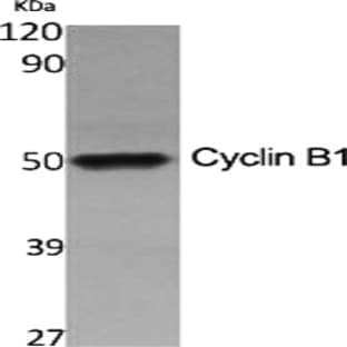 Cyclin B1 Polyclonal Antibody avatar