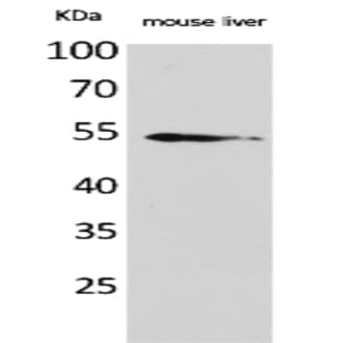 MDM2 Polyclonal Antibody avatar