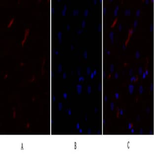 mTOR Polyclonal Antibody avatar