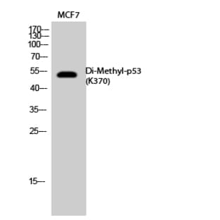 p53 (Di-Methyl-Lys370) Polyclonal Antibody avatar