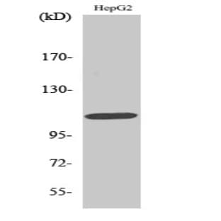 Rb Polyclonal Antibody avatar