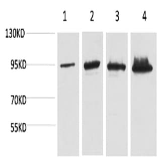 Catenin-? Monoclonal Antibody avatar