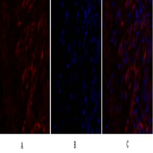 Caveolin-1 Polyclonal Antibody avatar