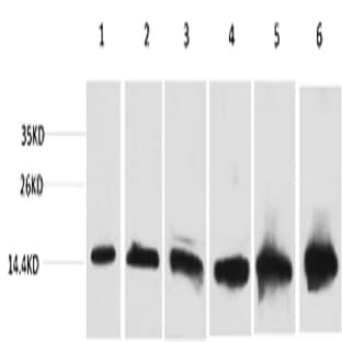CYCS Monoclonal Antibody avatar