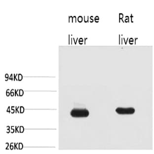 HAO1 Monoclonal Antibody avatar