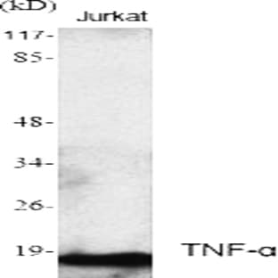 TNF-? Polyclonal Antibody avatar