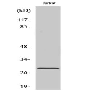 Bcl-2 (phospho Thr56) Polyclonal Antibody avatar