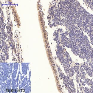 Stat3 (phospho Tyr705) Polyclonal Antibody avatar