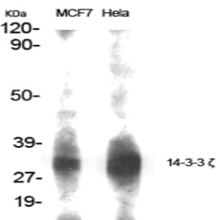14-3-3 ? Polyclonal Antibody