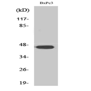AR-?2 Polyclonal Antibody avatar