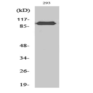 CAS Polyclonal Antibody avatar