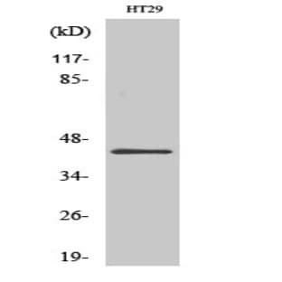 GATA-1 Polyclonal Antibody avatar