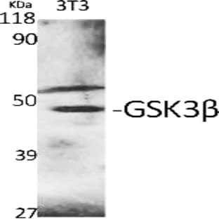 GSK3? Polyclonal Antibody avatar