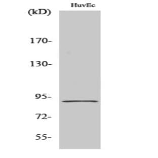 HSP90? Polyclonal Antibody avatar