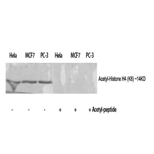 Histone H4 (Acetyl Lys8) Polyclonal Antibody avatar