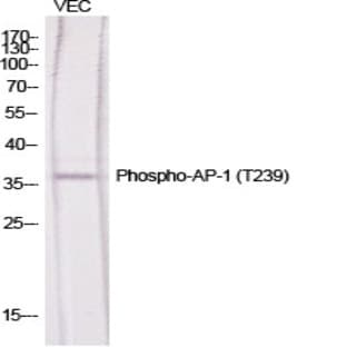 AP-1 (phospho Thr239) Polyclonal Antibody avatar