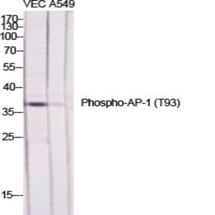 AP-1 (phospho Thr93) Polyclonal Antibody avatar