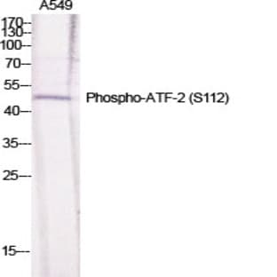 ATF-2 (phospho Ser112) Polyclonal Antibody avatar