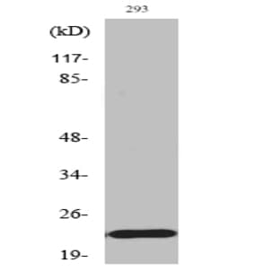 Bad (phospho Ser155) Polyclonal Antibody avatar