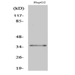 C/EBP ? (phospho Thr235) Polyclonal Antibody avatar