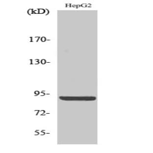 Calnexin (phospho Ser583) Polyclonal Antibody avatar