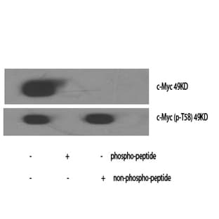 c-Myc (phospho Thr58) Polyclonal Antibody avatar