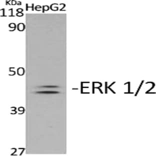 ERK 1/2 (phospho Tyr204) Polyclonal Antibody avatar