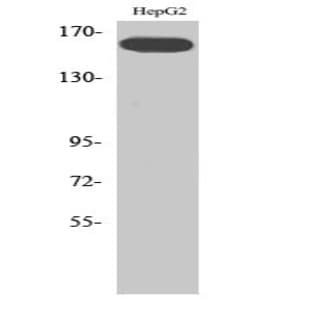 Flk-1 (phospho Tyr1214) Polyclonal Antibody avatar