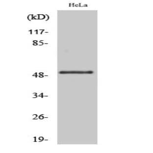 GSK3? (phospho Ser21) Polyclonal Antibody avatar