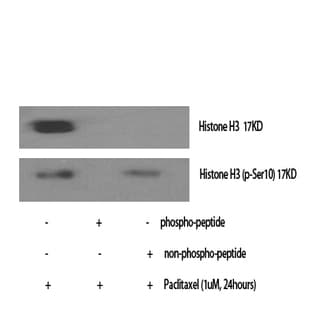 Histone H3 (phospho Ser10) Polyclonal Antibody avatar