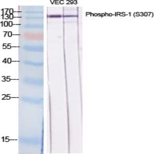IRS-1 (phospho Ser307) Polyclonal Antibody avatar