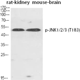 JNK1/2/3 (phospho Thr183) Polyclonal Antibody avatar