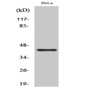 Jun B (phospho Ser259) Polyclonal Antibody avatar