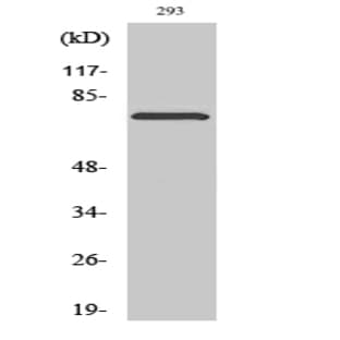 LIMK-2 (phospho Thr505) Polyclonal Antibody avatar